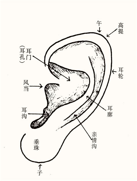 耳型分析